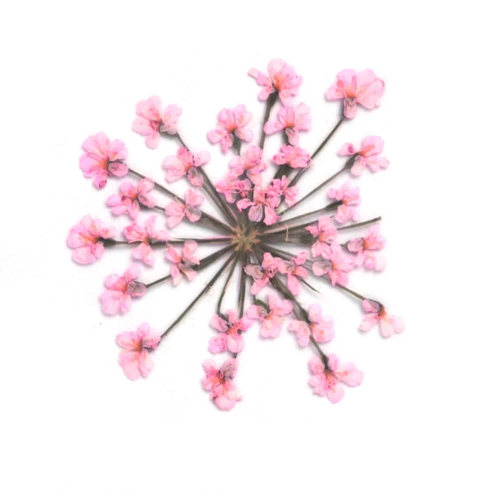 12pcs Real Pressed Flowers dried pressed  flower for Crafting Real Botanical Jewelry