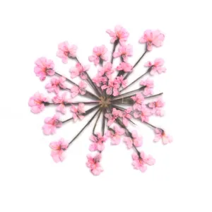 12pcs Real Pressed Flowers dried pressed  flower for Crafting Real Botanical Jewelry