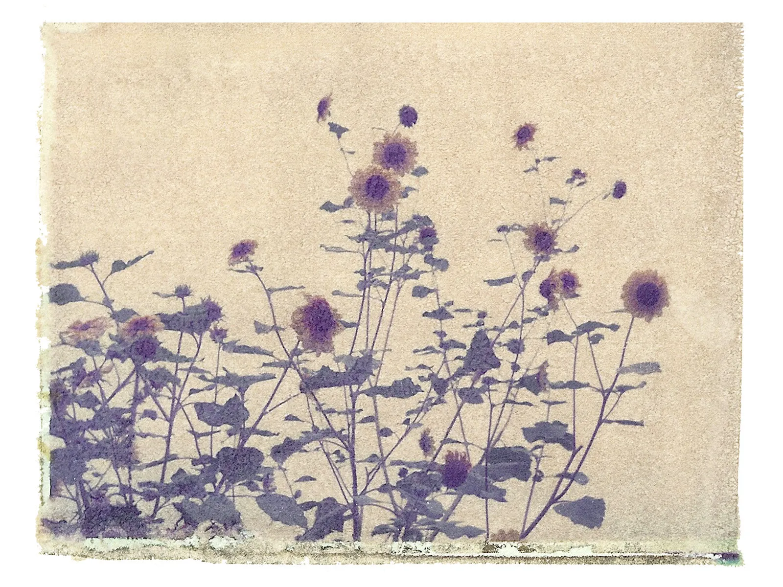 Blackeyed Susan