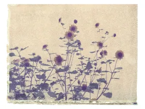 Blackeyed Susan