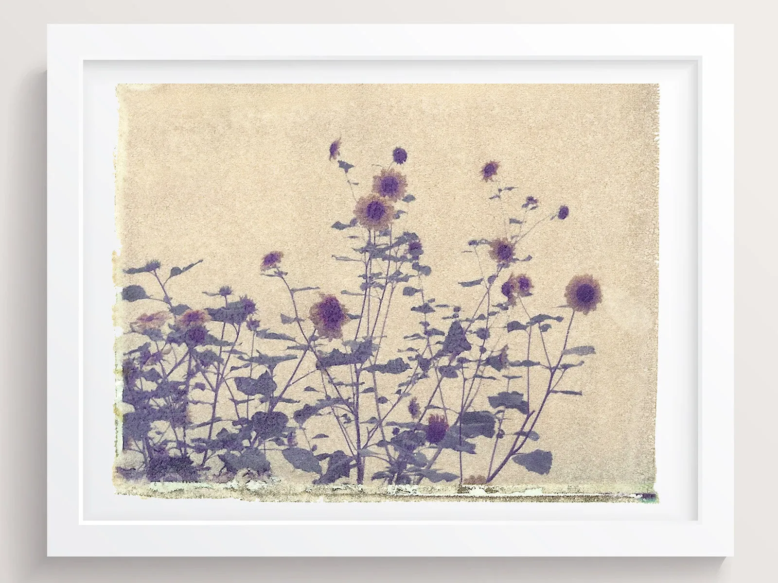 Blackeyed Susan
