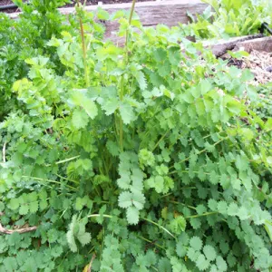Burnet Salad
