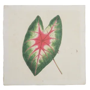 Caladium Leaf - Flora & Fauna Collection