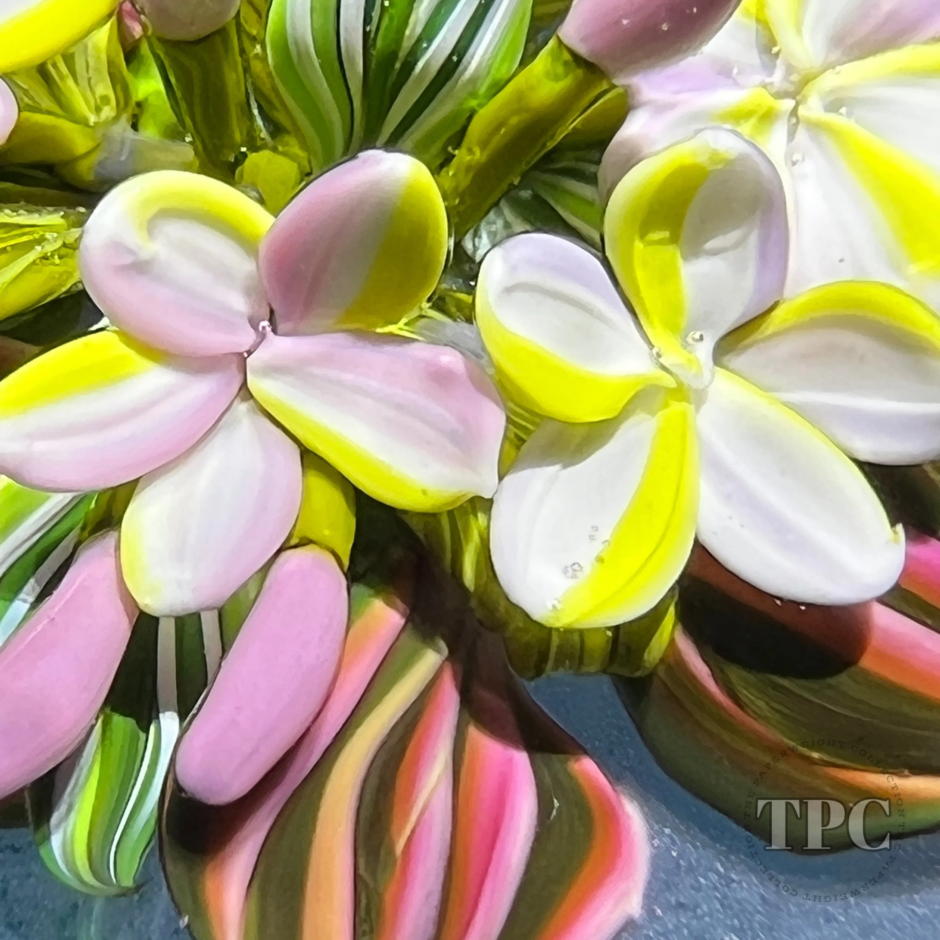 Cathy Richardson 2022 Glass Art Paperweight Flamework Pink & Yellow Plumeria Flowers on Blue