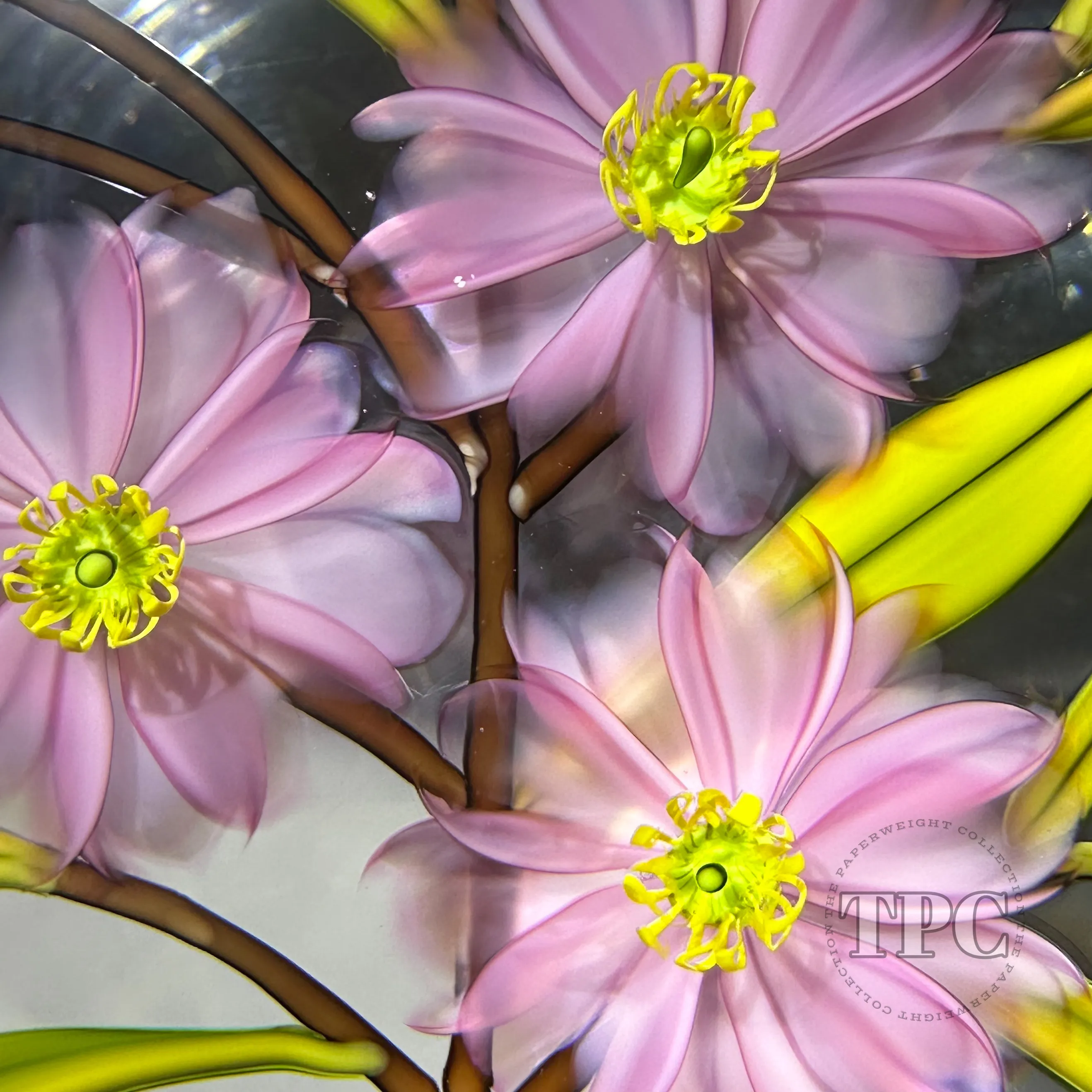 Chris Buzzini 1994 Glass Art Paperweight LE Flamework Pink Daisies