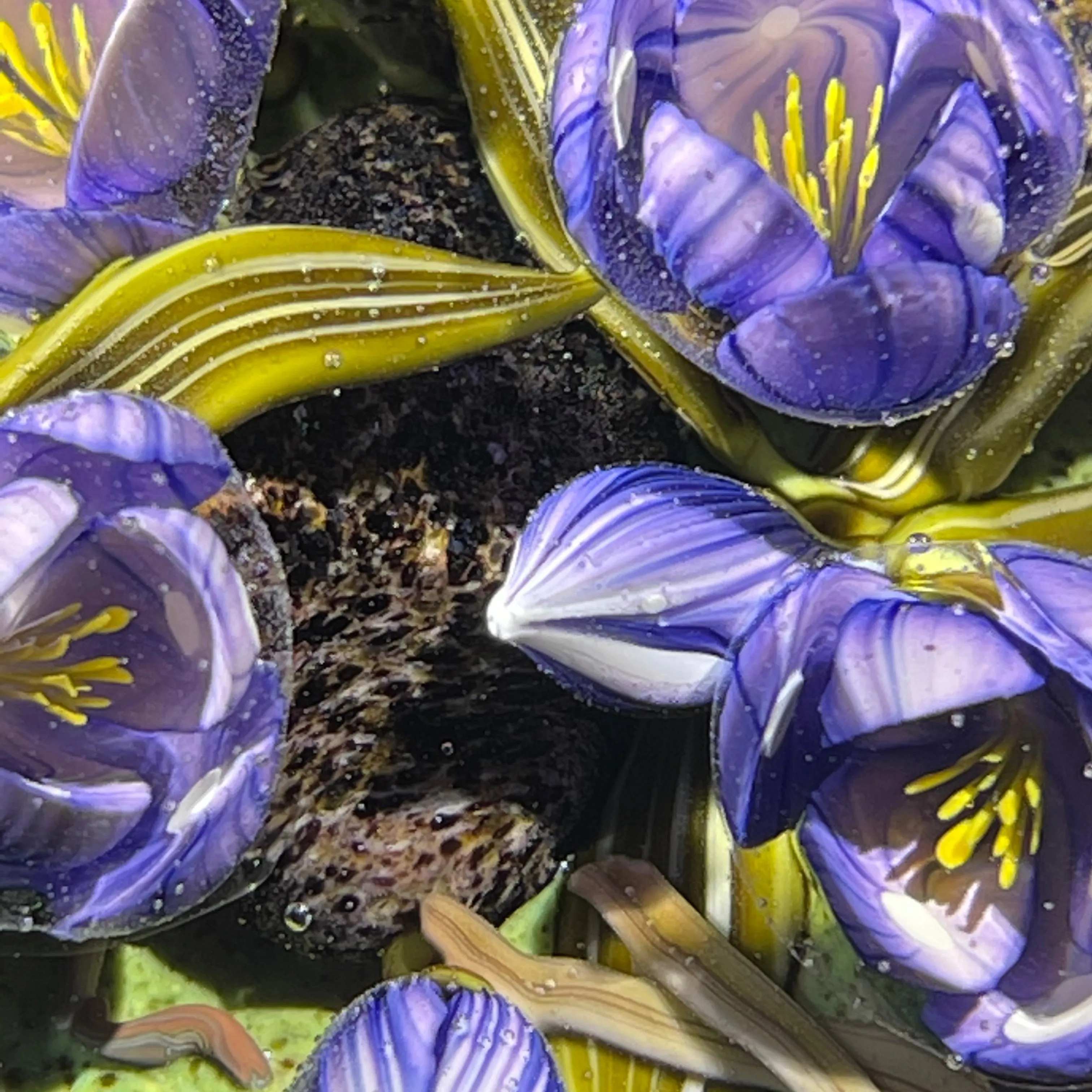 Clinton Smith 2021 Flamework Purple Crocuses With Granite Stones Glass Art Paperweight