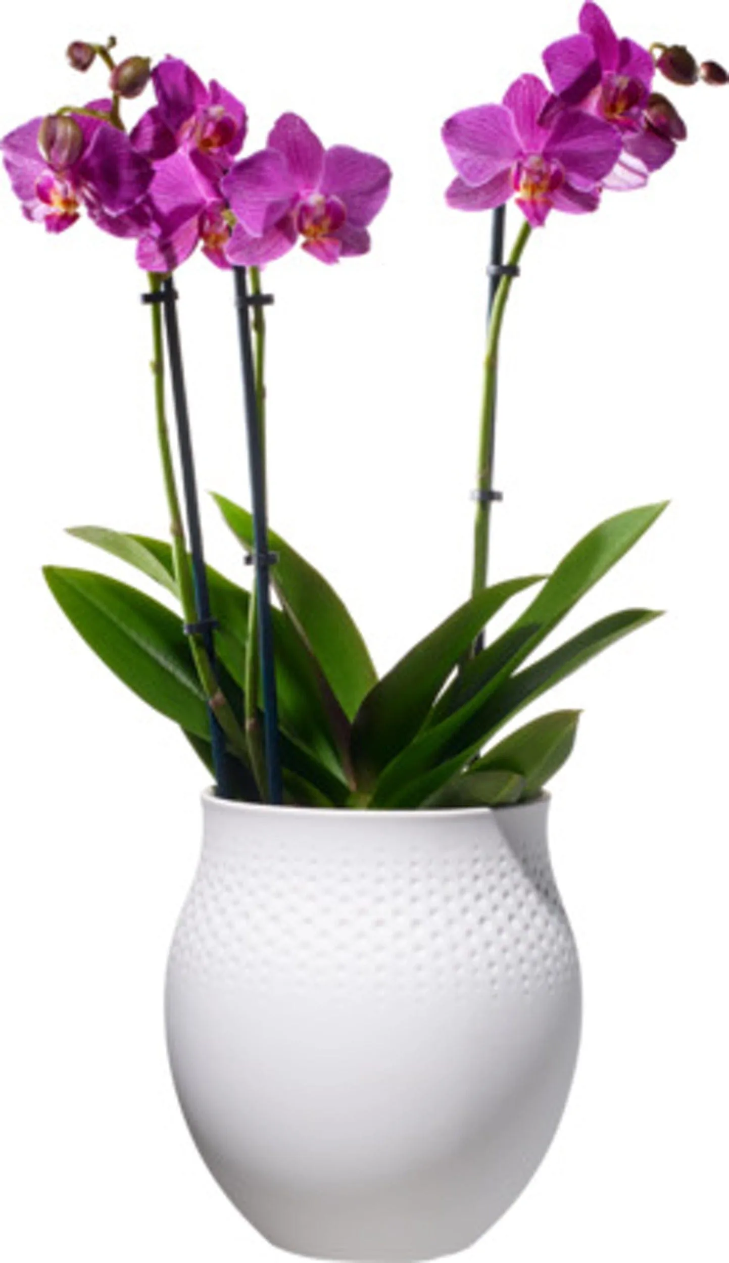 Collier Blanc Vase Blanc Large VB1016815511