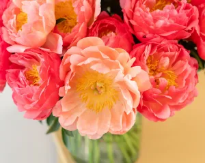 Coral Peony Box