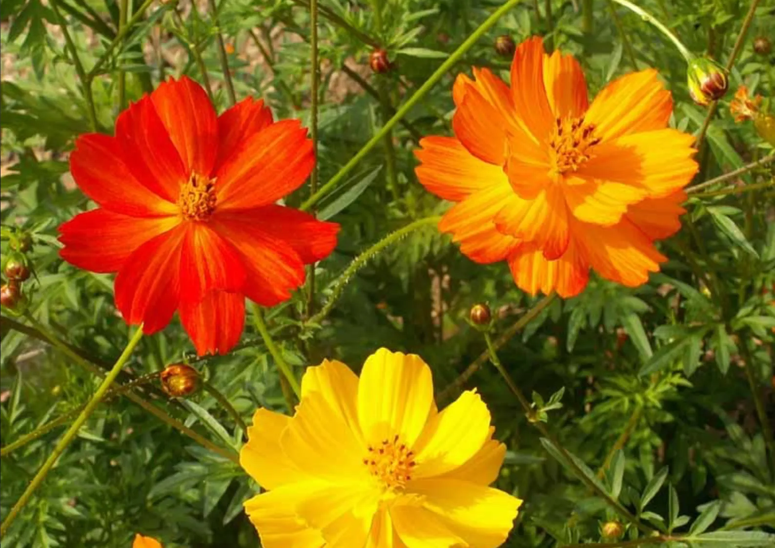 Cosmos Bright Lights Seeds