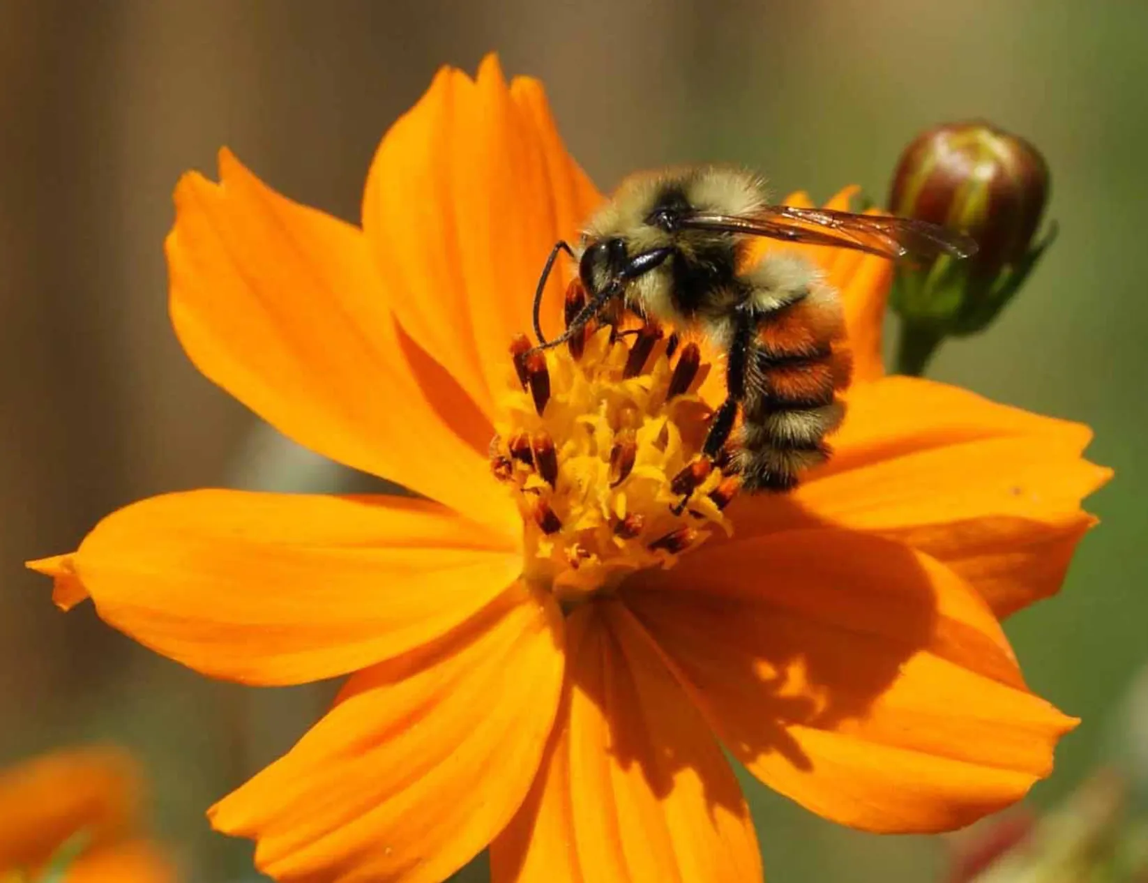 Cosmos Bright Lights Seeds