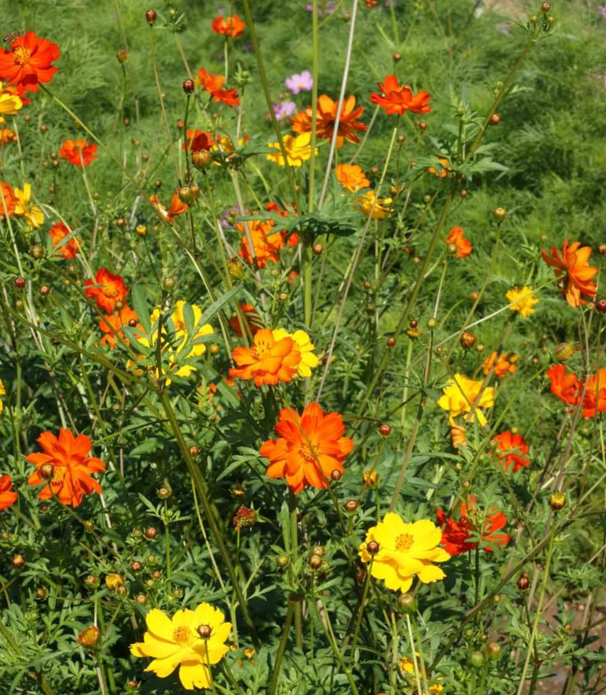 Cosmos Bright Lights Seeds