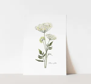 Cow Parsley Flower Art Print