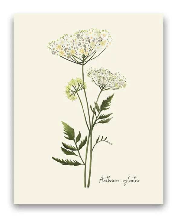 Cow Parsley Flower Art Print