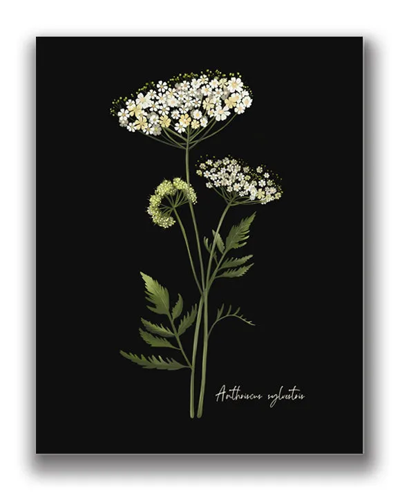 Cow Parsley Flower Art Print