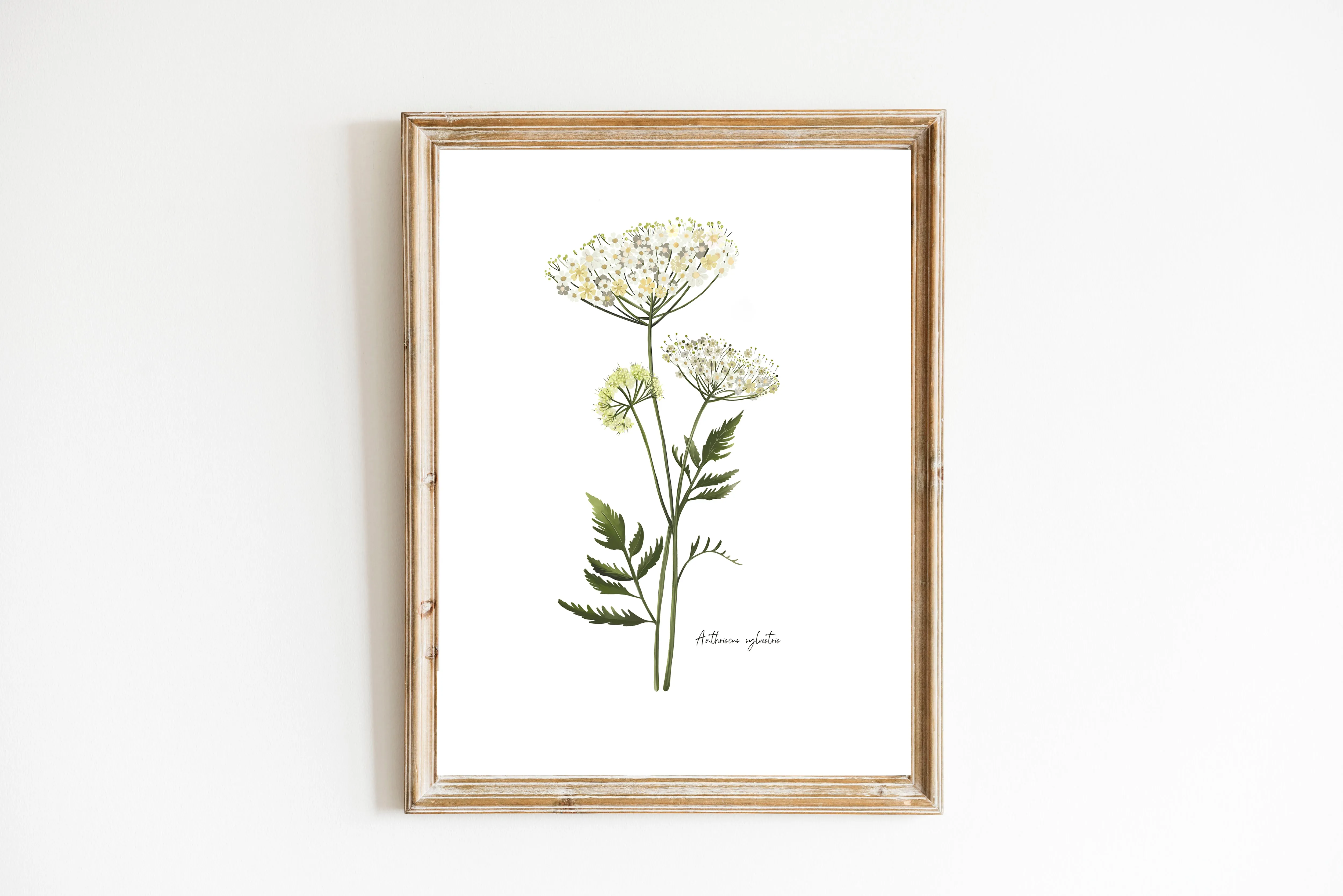 Cow Parsley Flower Art Print