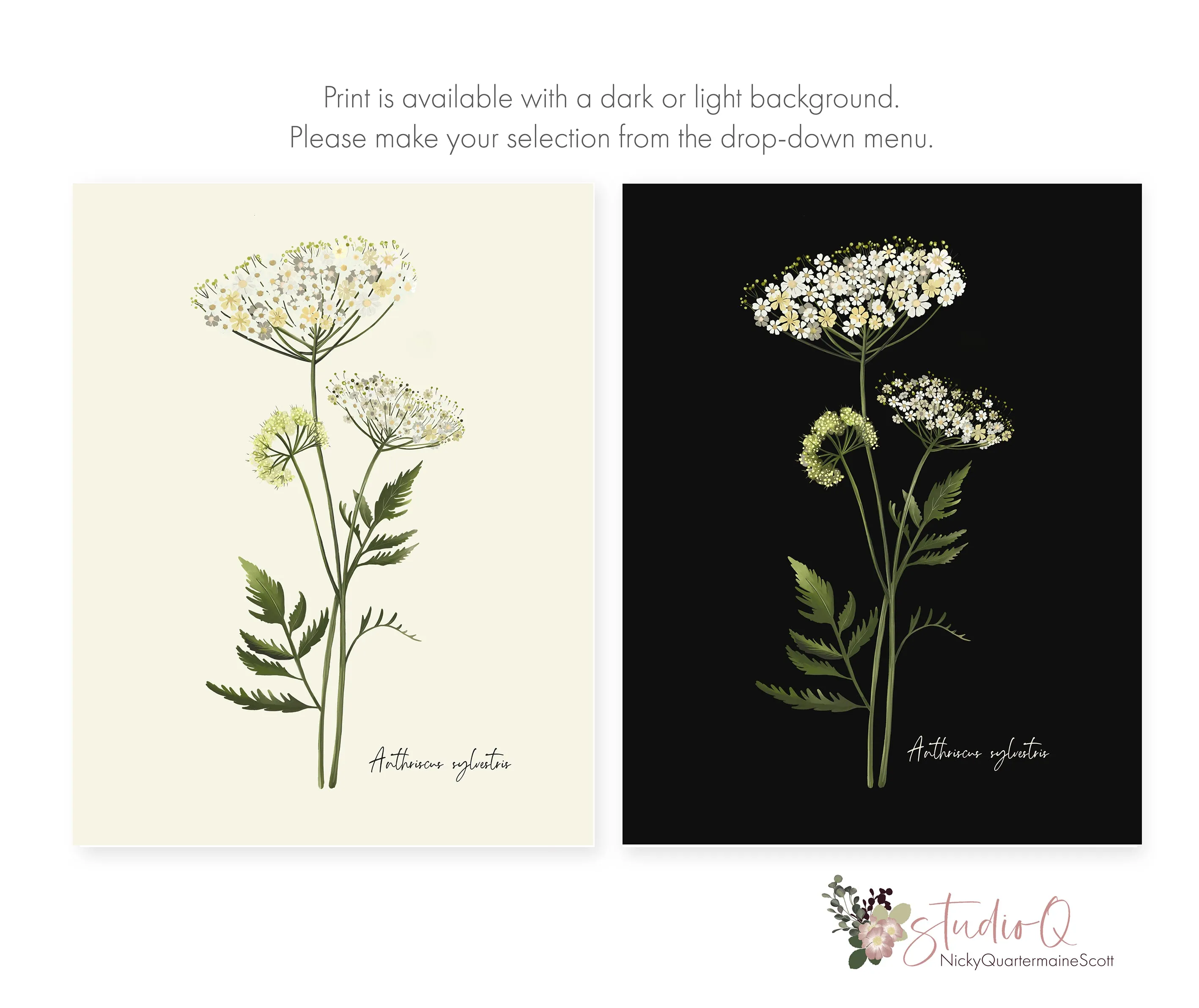 Cow Parsley Flower Art Print