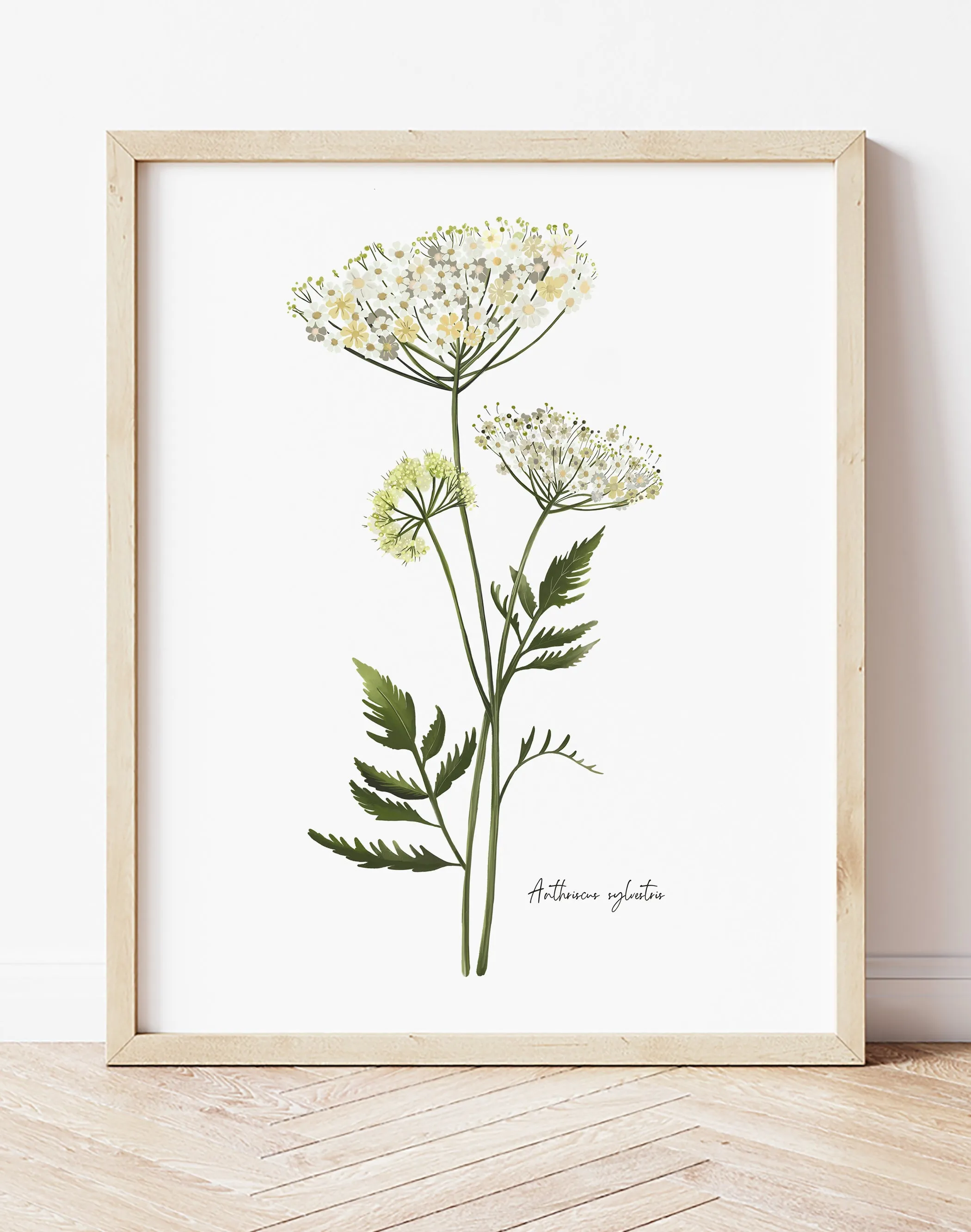 Cow Parsley Flower Art Print