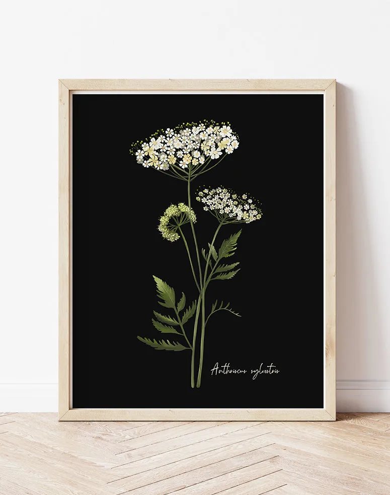 Cow Parsley Flower Art Print