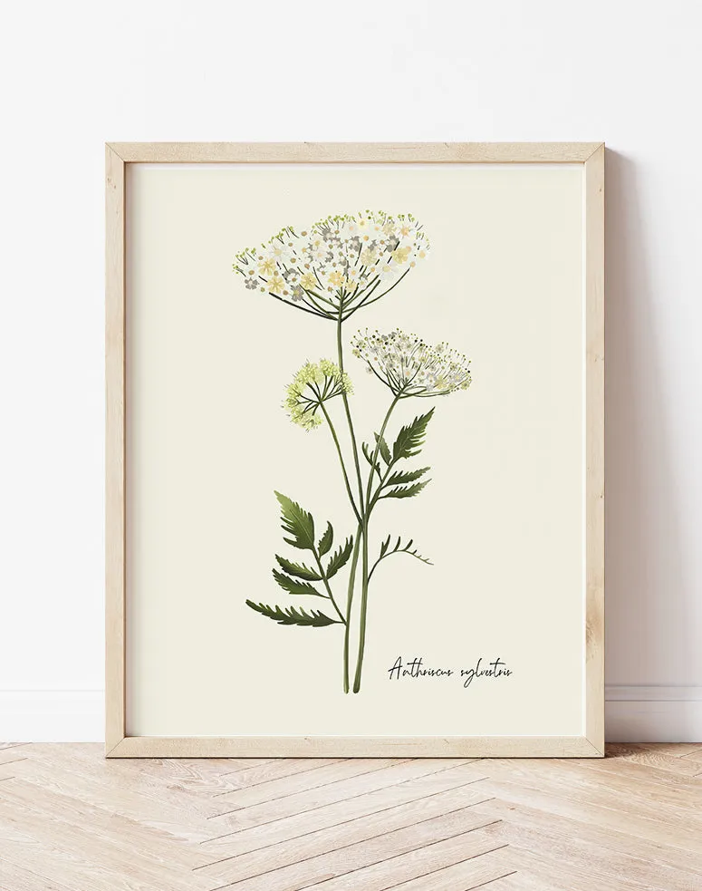 Cow Parsley Flower Art Print