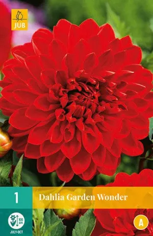 Dahlia Decorative Garden Wonder 100cm