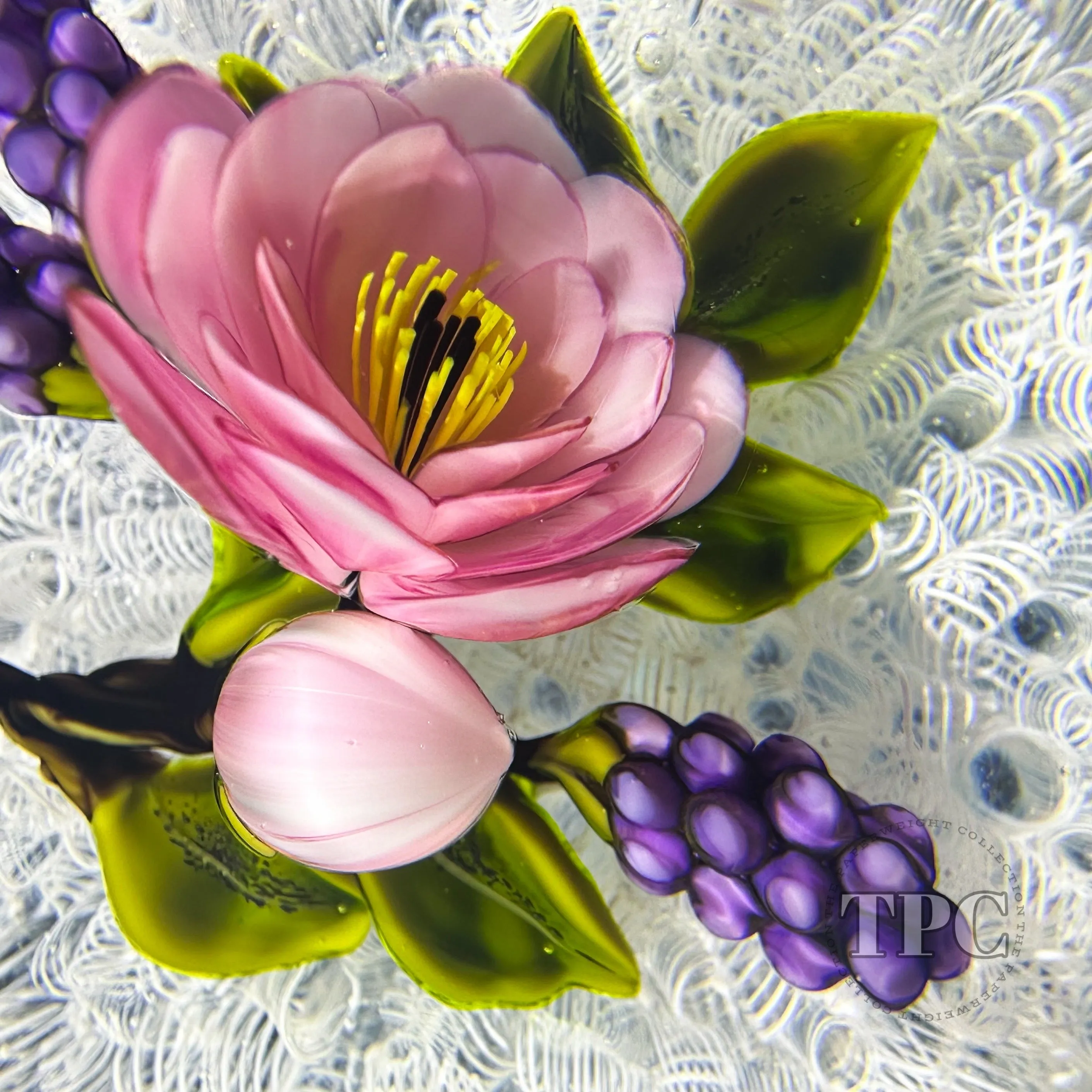 David & Jon Trabucco 1997 Glass Art Paperweight Flamework China Rose with Blackberries