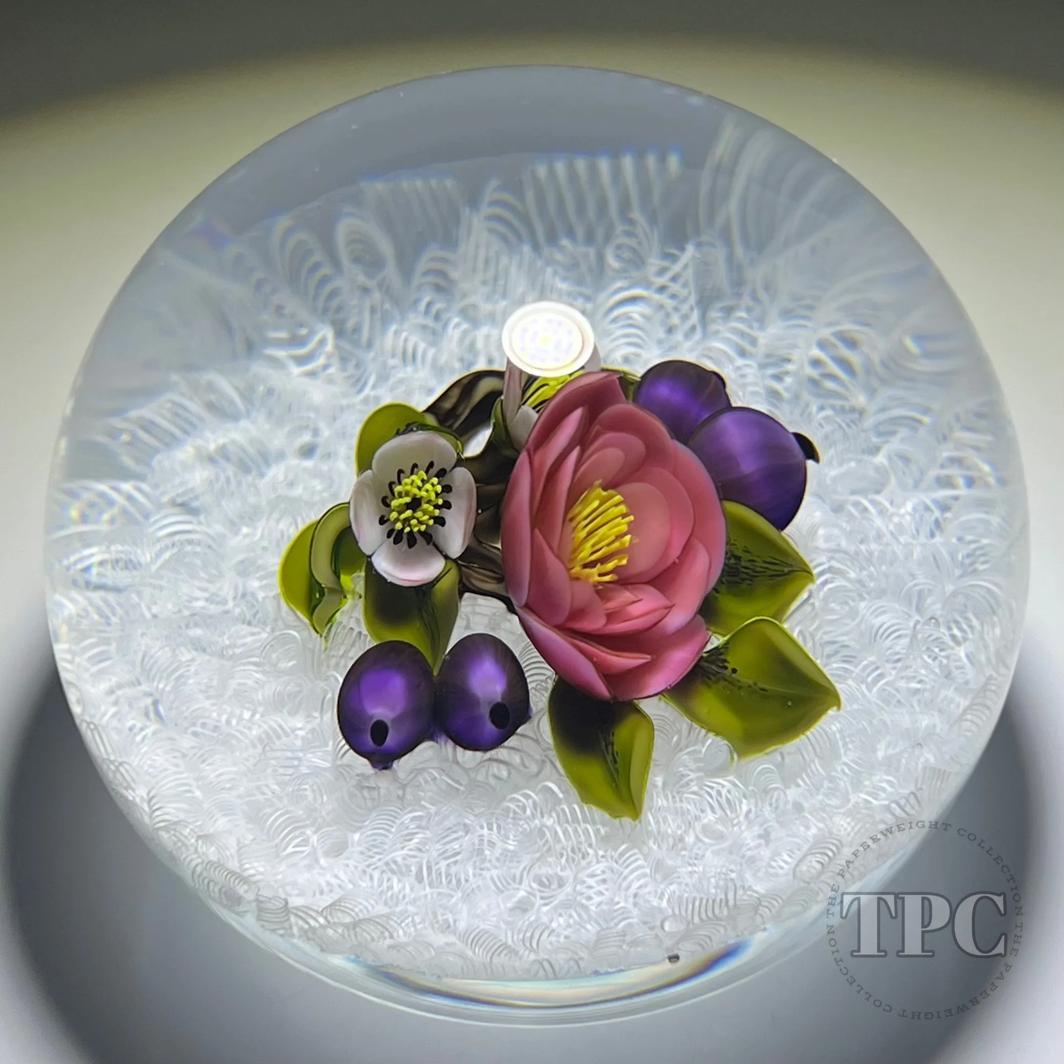 David & Jon Trabucco 1997 Glass Art Paperweight Flamework China Rose with Blueberries on Upset White Muslin Lace