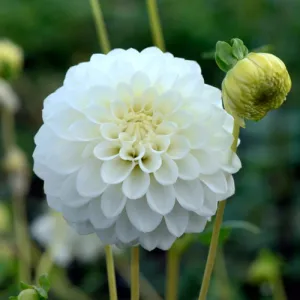 Florissa 'Petra's Wedding' Dahlia - 1 Bulb/Pkg
