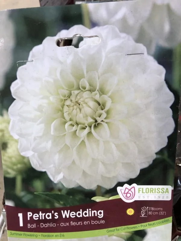 Florissa 'Petra's Wedding' Dahlia - 1 Bulb/Pkg