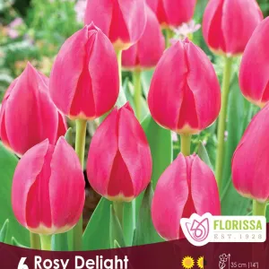 Florissa 'Rosy Delight' Tulip Bulbs - 6 Bulbs/Pkg