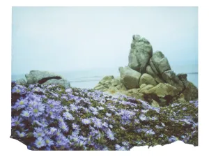 Flowers Dressed In Purple