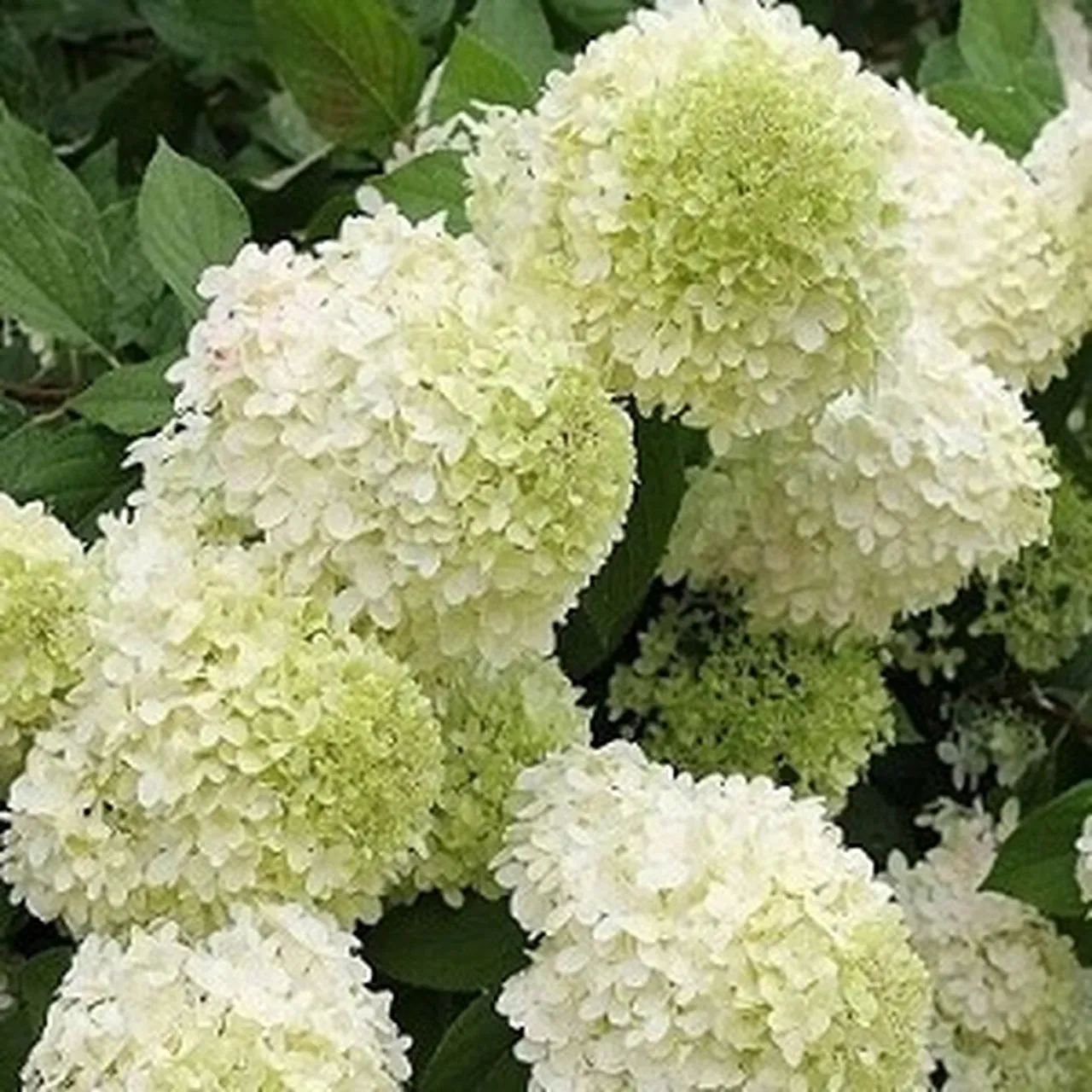 Hydrangea - 'Limelight' Standard Tree - 7 Gallon Potted Tree