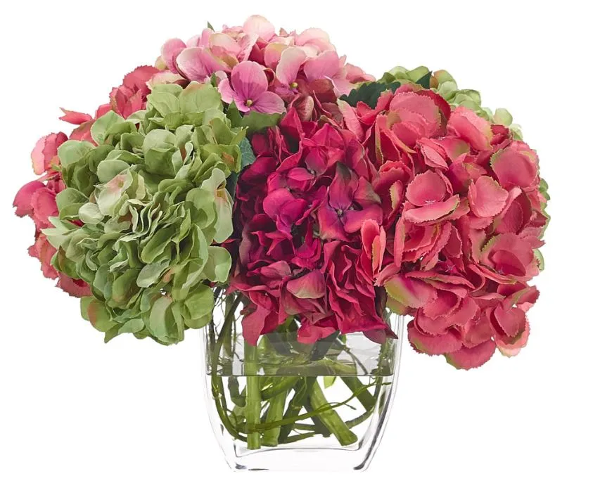 Hydrangea - NDI