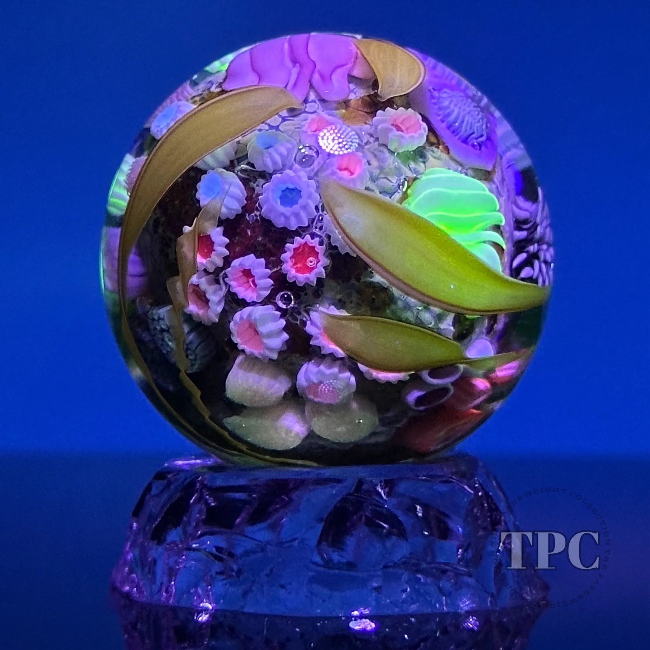 Jared DeLong 2023 Glass Art Marble Pacific Coast Tide Pool Series with Bioluminescent Barnacles & Flamework Kelp