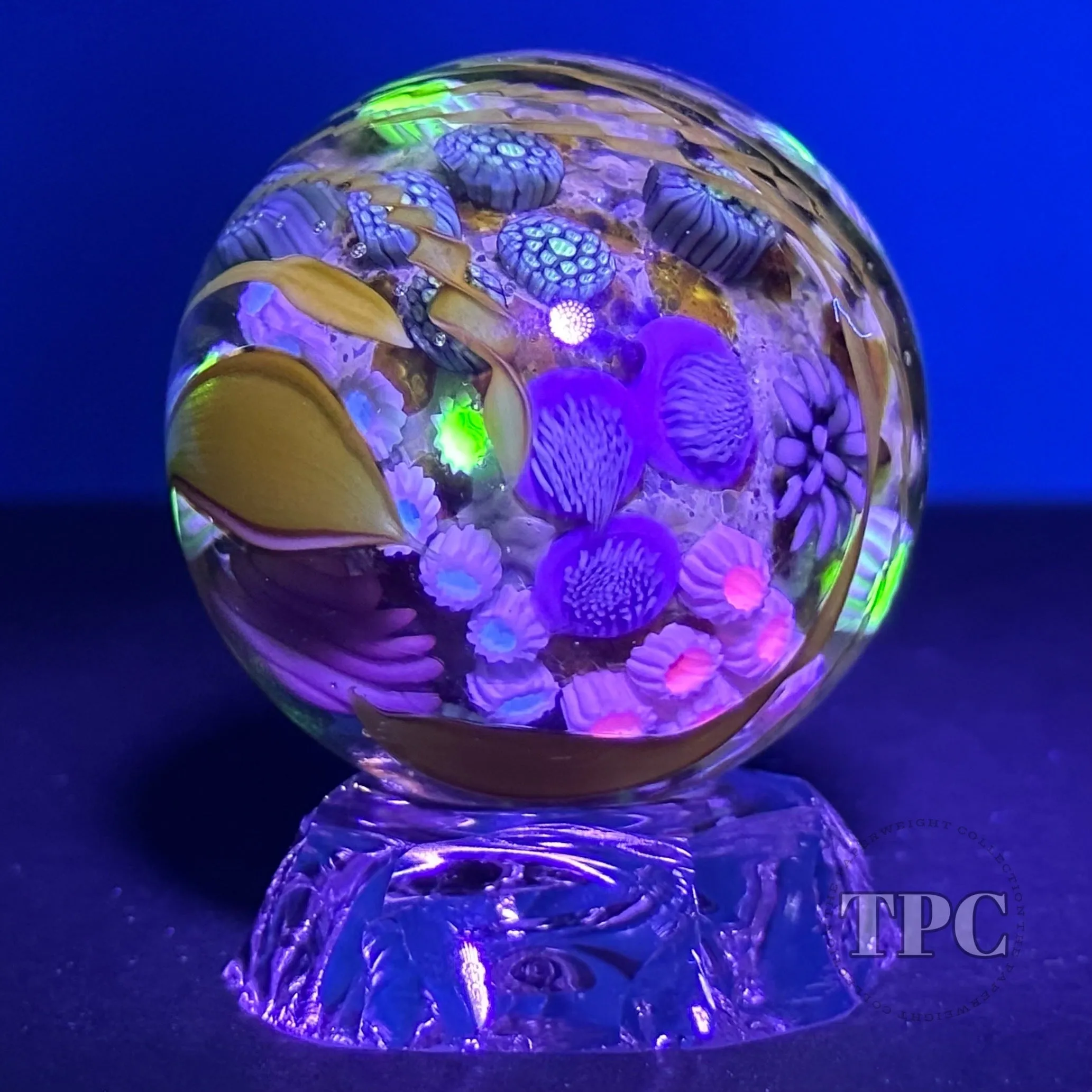 Jared DeLong 2023 Glass Art Marble Pacific Coast Tide Pool Series with Bioluminescent Barnacles & Flamework Kelp