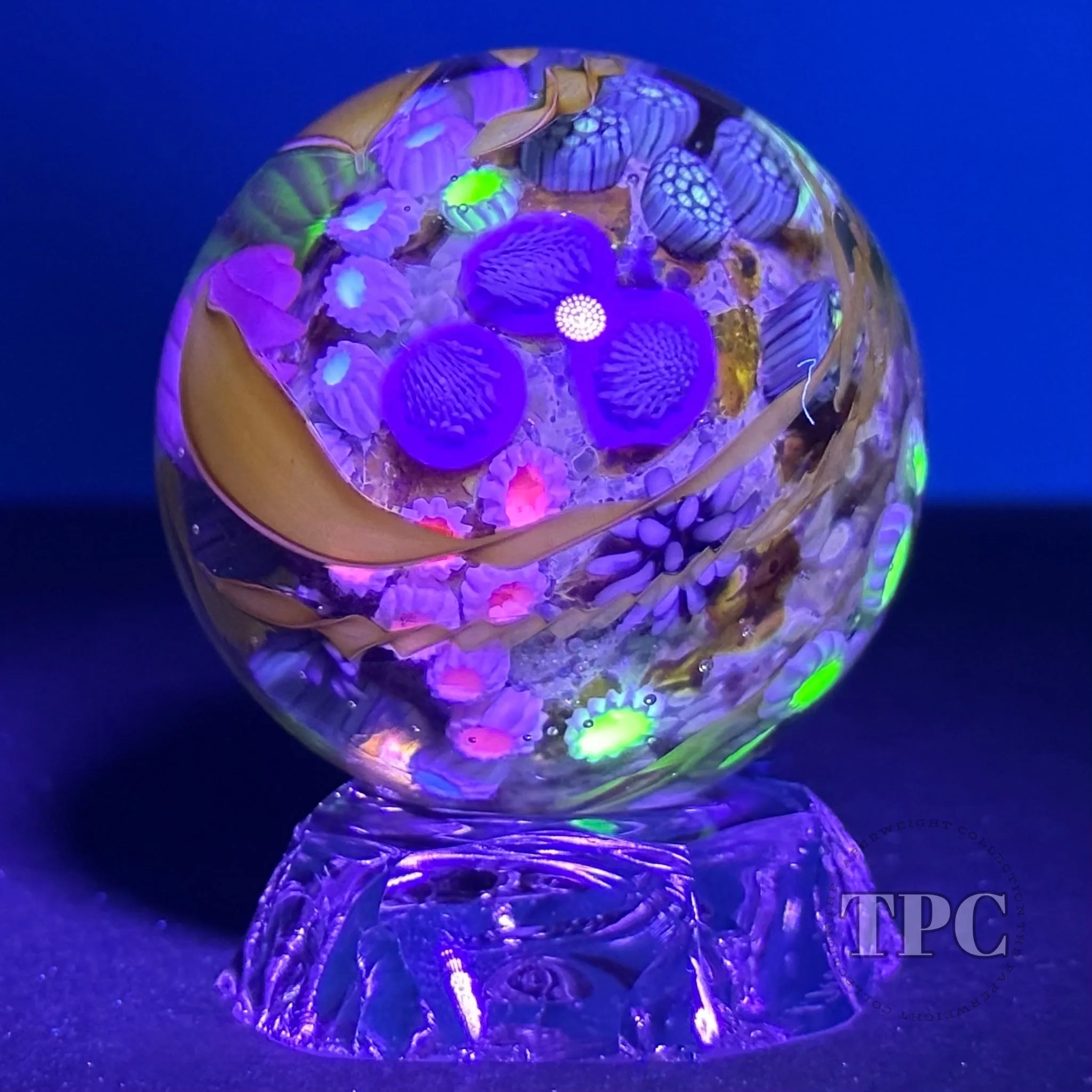Jared DeLong 2023 Glass Art Marble Pacific Coast Tide Pool Series with Bioluminescent Barnacles & Flamework Kelp