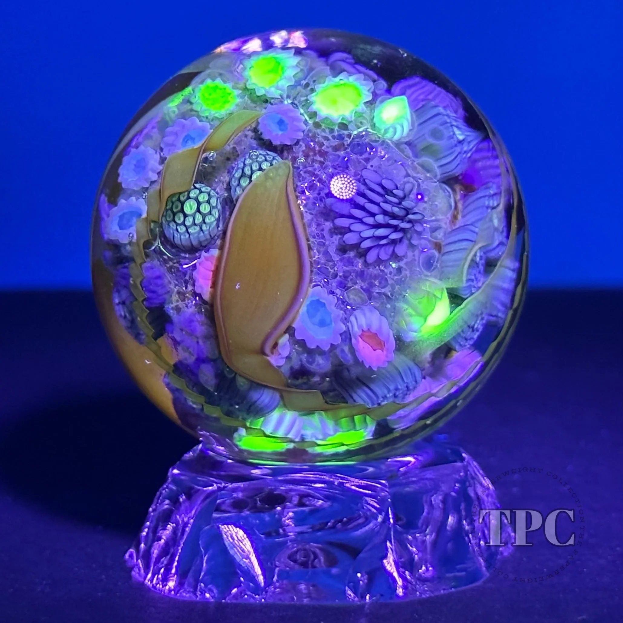 Jared DeLong 2023 Glass Art Marble Pacific Coast Tide Pool Series with Bioluminescent Barnacles & Flamework Kelp
