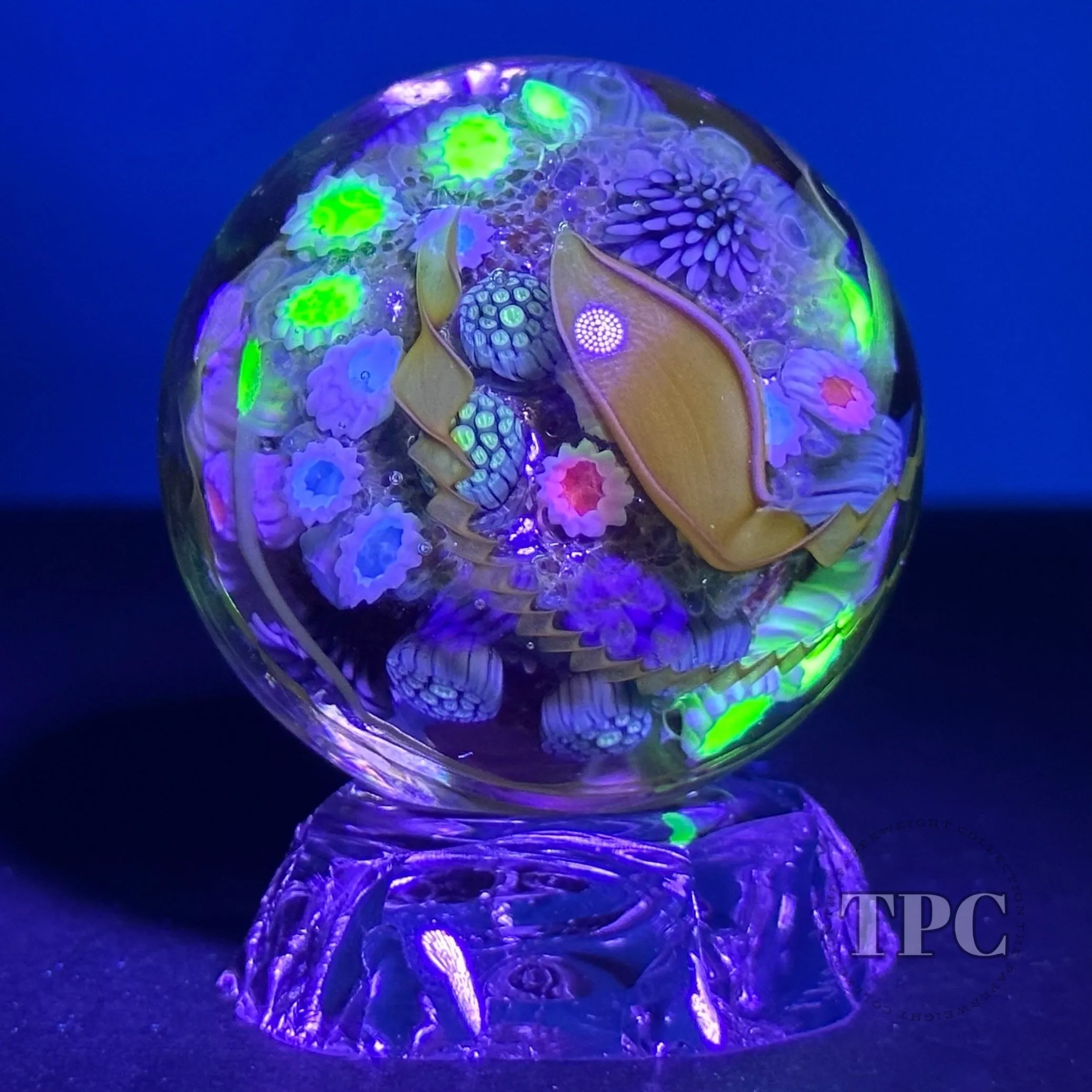 Jared DeLong 2023 Glass Art Marble Pacific Coast Tide Pool Series with Bioluminescent Barnacles & Flamework Kelp