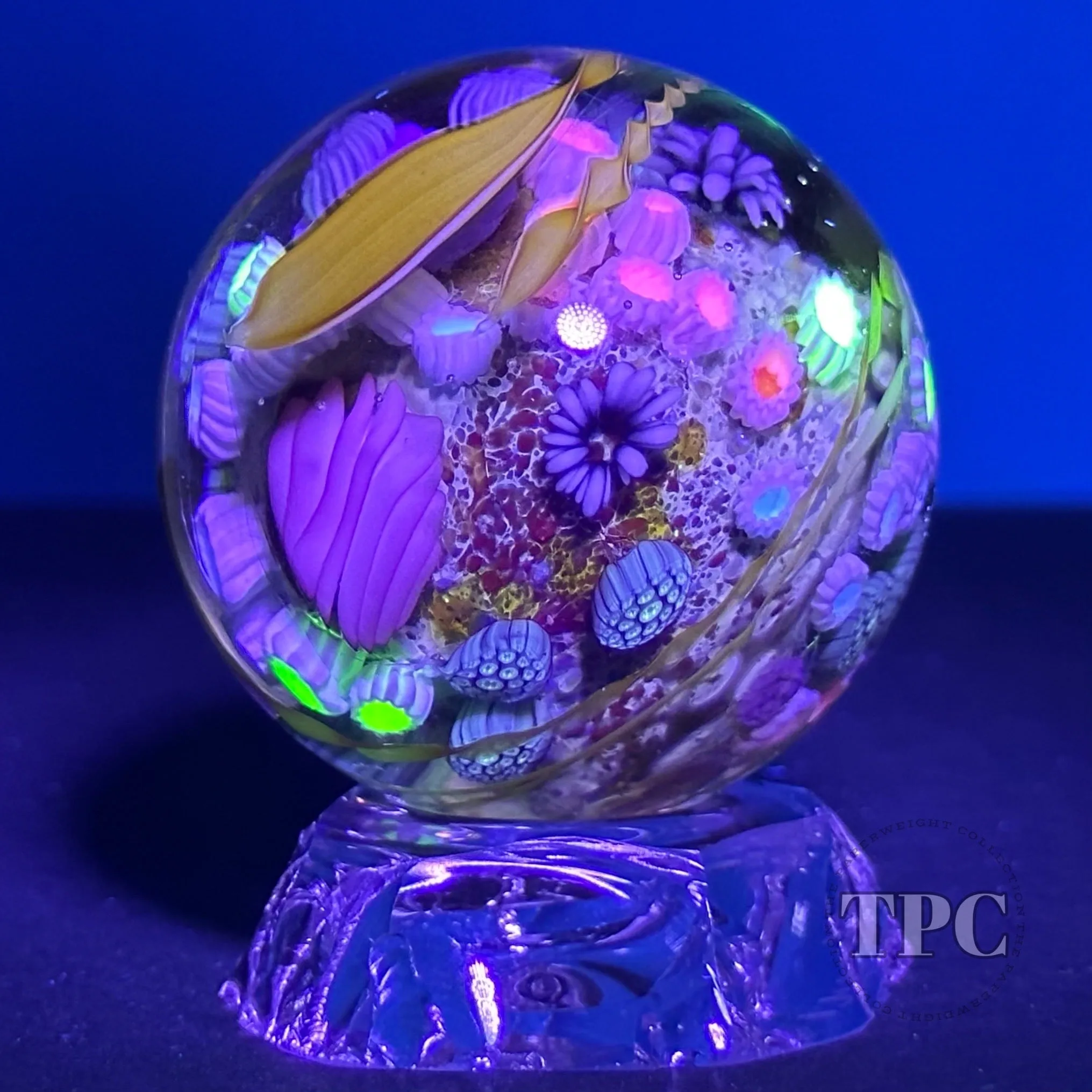 Jared DeLong 2023 Glass Art Marble Pacific Coast Tide Pool Series with Bioluminescent Barnacles & Flamework Kelp