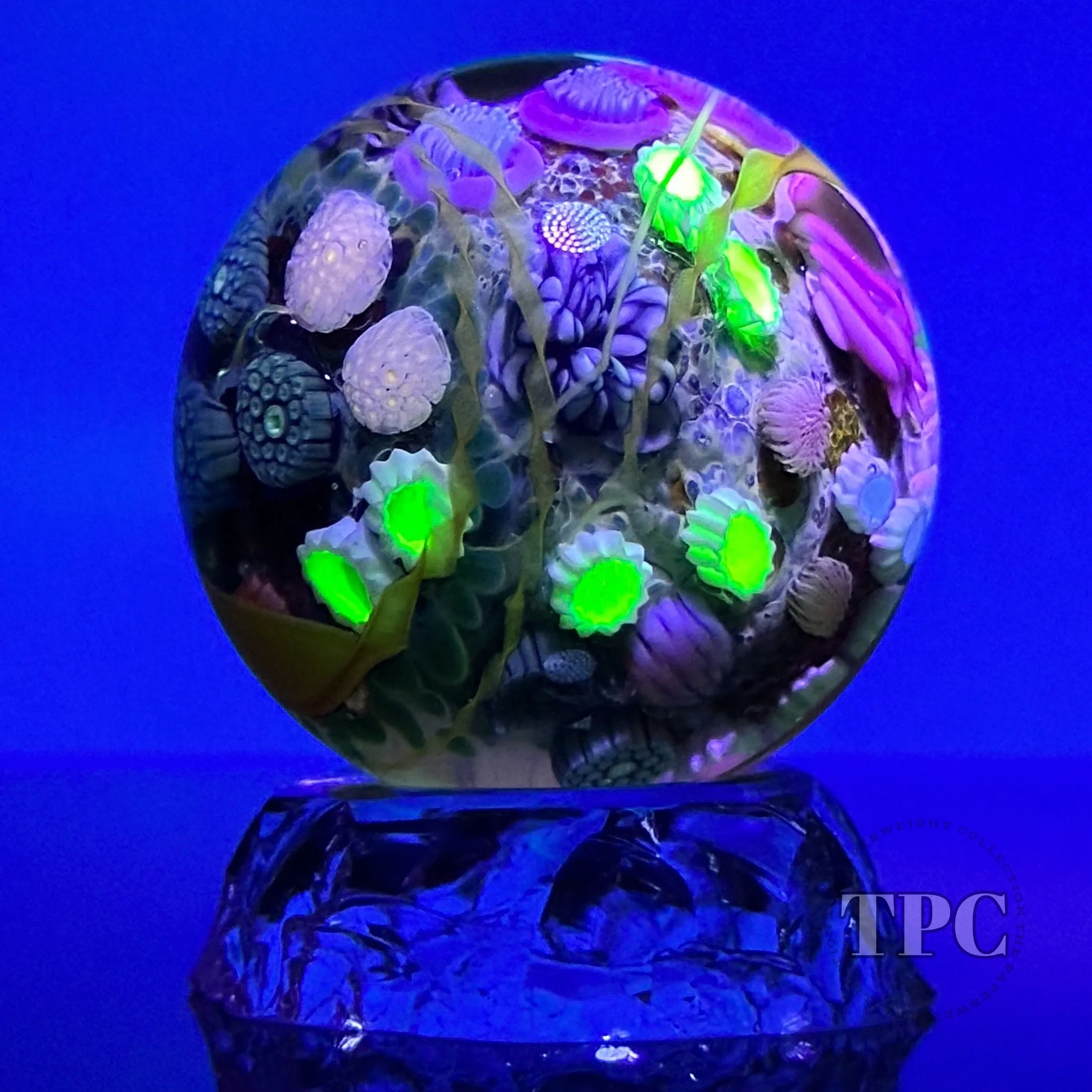 Jared DeLong 2023 Glass Art Marble Pacific Coast Tide Pool Series with Bioluminescent Barnacles & Flamework Kelp