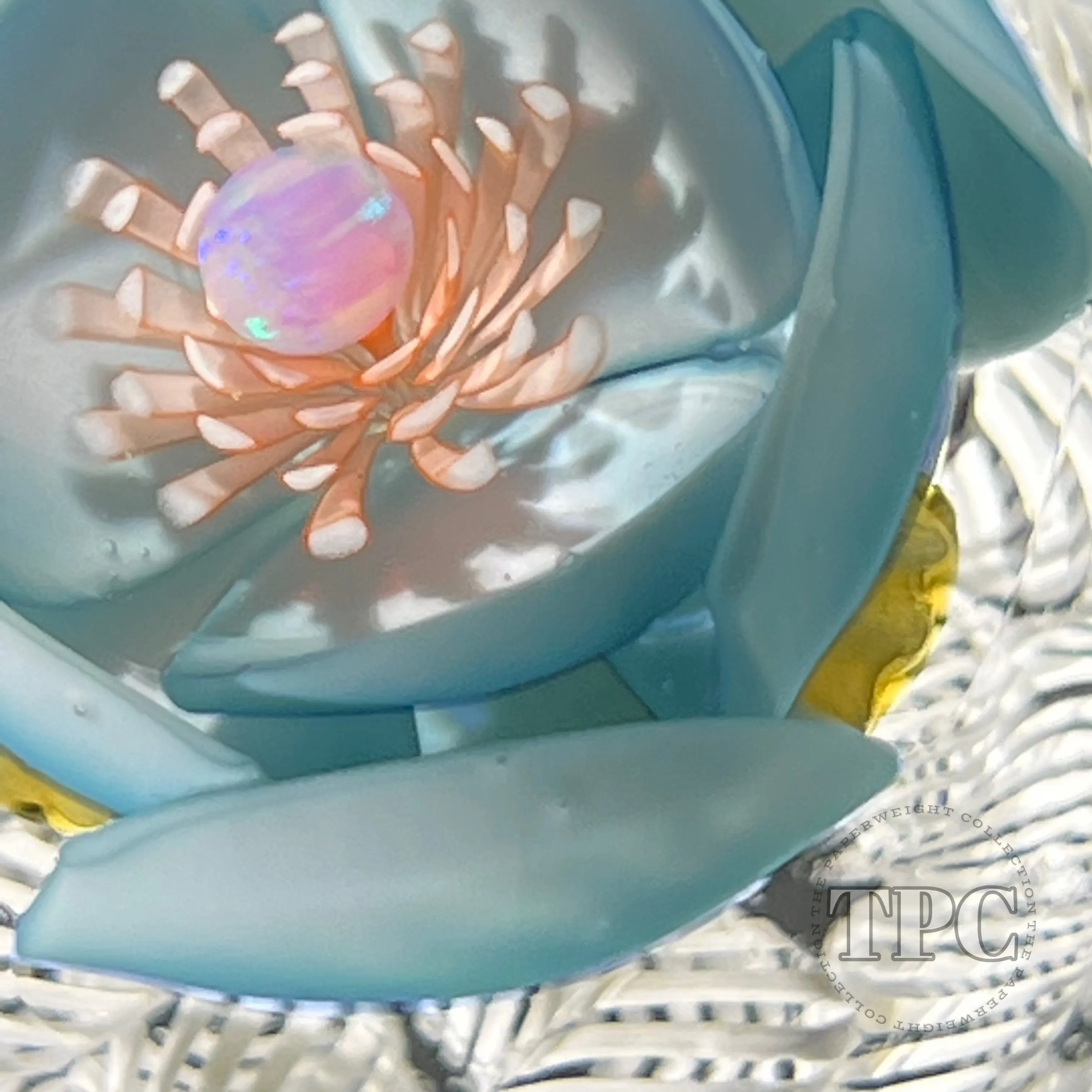 Jared DeLong Glass Art Paperweight Flamework Blue Blossom with Opal over Upset White Muslin Lace