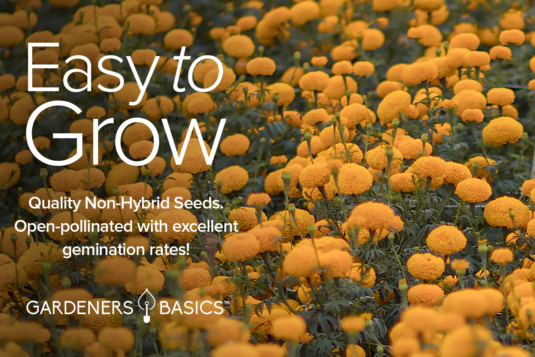 Marigold Seeds For Planting | 4 Variety Pack