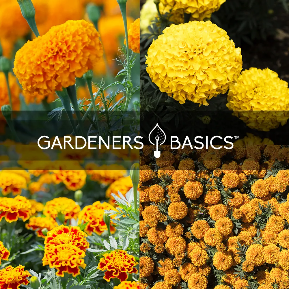 Marigold Seeds For Planting | 4 Variety Pack