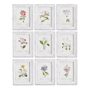 NAPA Home & Garden, GARDEN MEADOW STUDY, SET OF 9,NNH525