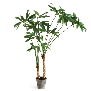 Napa Home Garden, ARISAEMA POTTED 75",ncc507