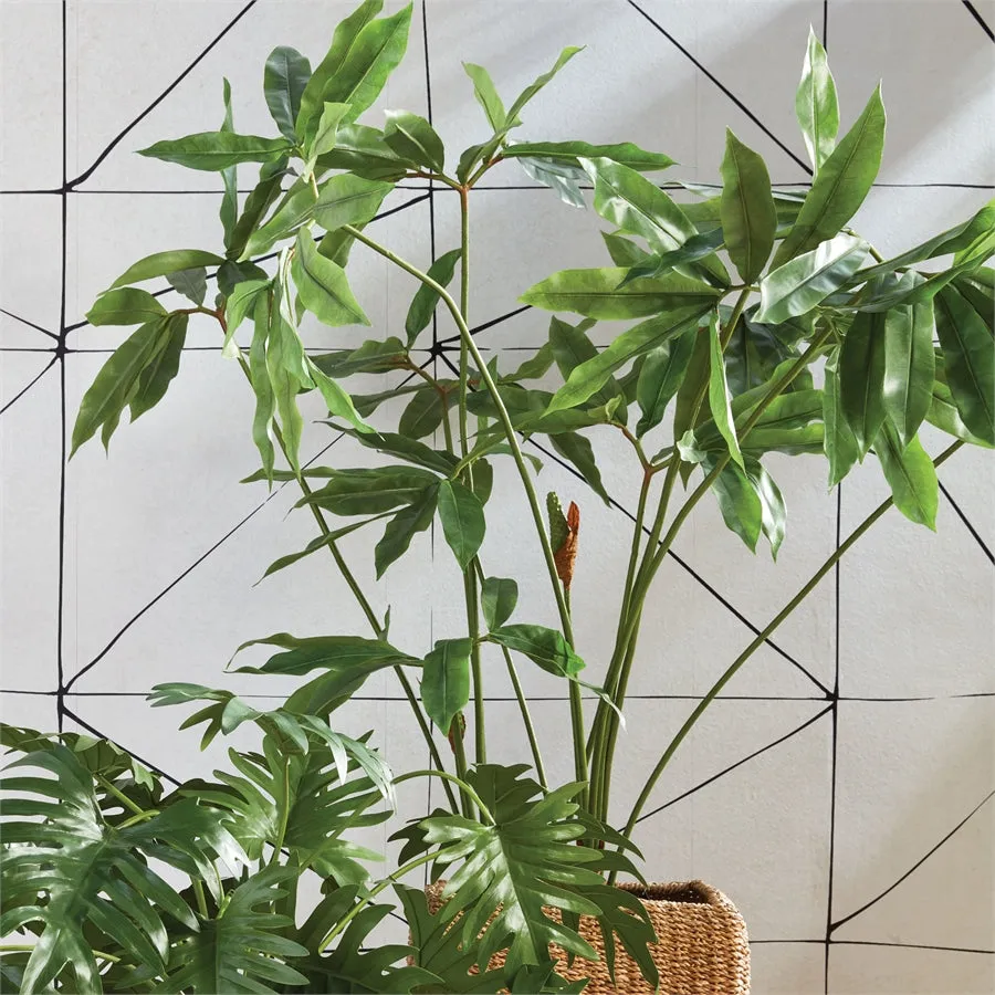 Napa Home Garden, ARISAEMA POTTED 75",ncc507