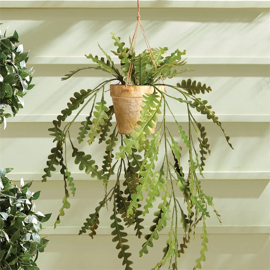 Napa Home Garden, RIC RAC HANGING CACTUS POTTED 17",ngp503