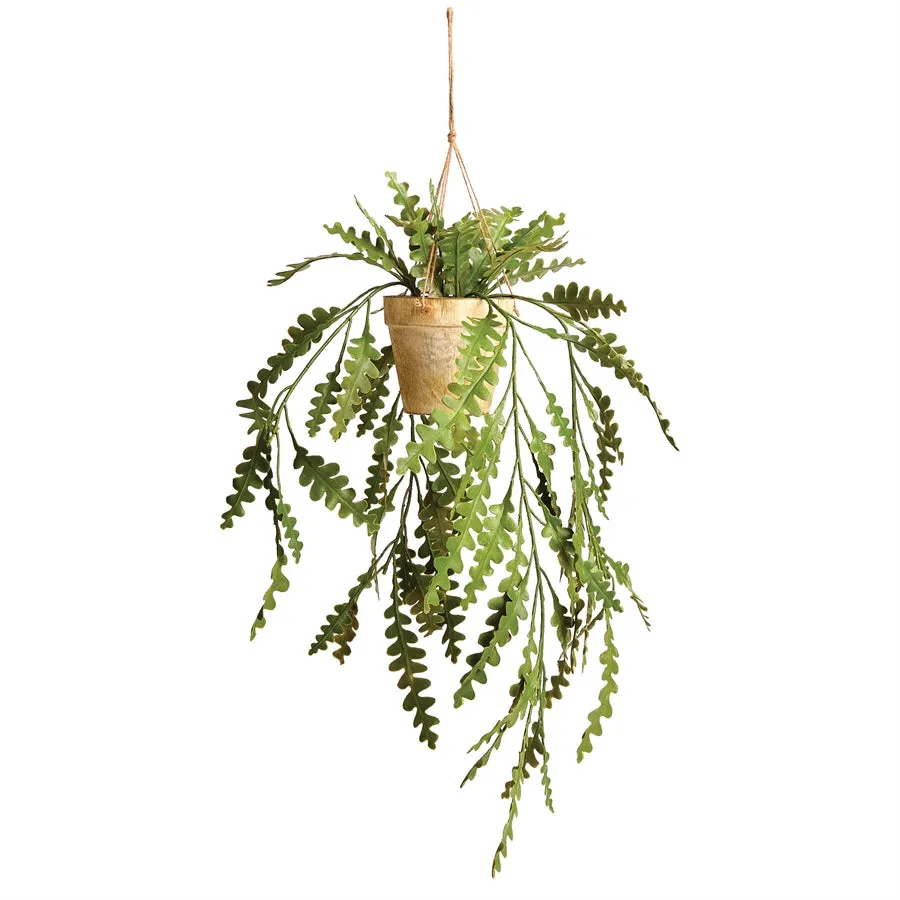 Napa Home Garden, RIC RAC HANGING CACTUS POTTED 17",ngp503