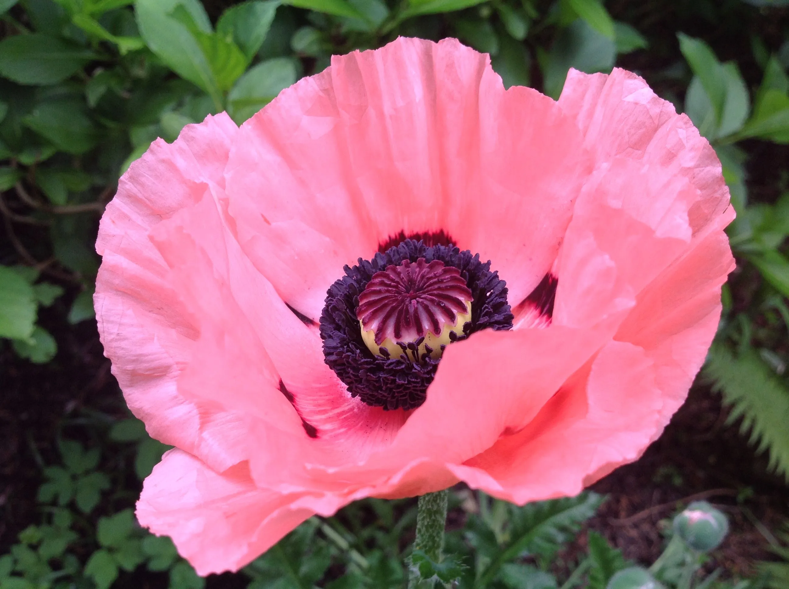Papaver orientale 'Prinzessin Victoria Louise' (Oriental Poppy) - 1 Gallon Potted Perennial