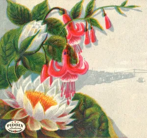 PDXC10937 -- Flower Cards Water Lily and Fuchsia