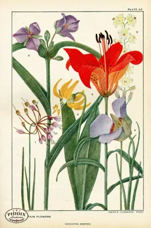 PDXC11393 -- Flowers